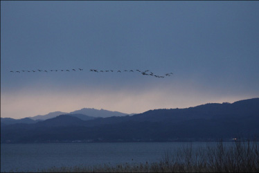 宍道湖の上空を飛ぶマガン／写真提供:(財)ホシザキグリーン財団