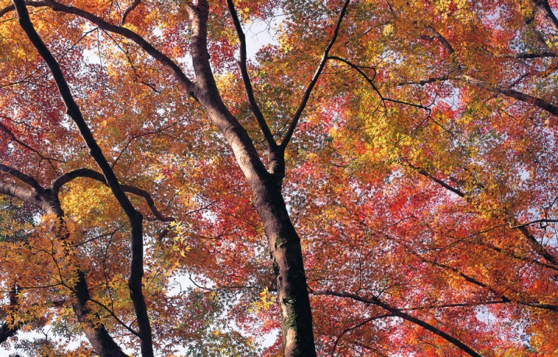 紅葉 名所めぐり 出雲観光ガイド 出雲観光協会公式ホームページ